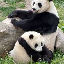The Giant Panda - Daily Kids News