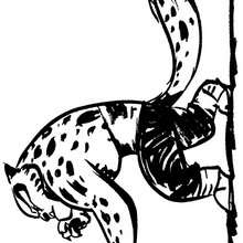 Tigress go to fight - Coloring - MOVIE coloring pages - KUNG FU PANDA coloring pages - Master Tigress coloring pages