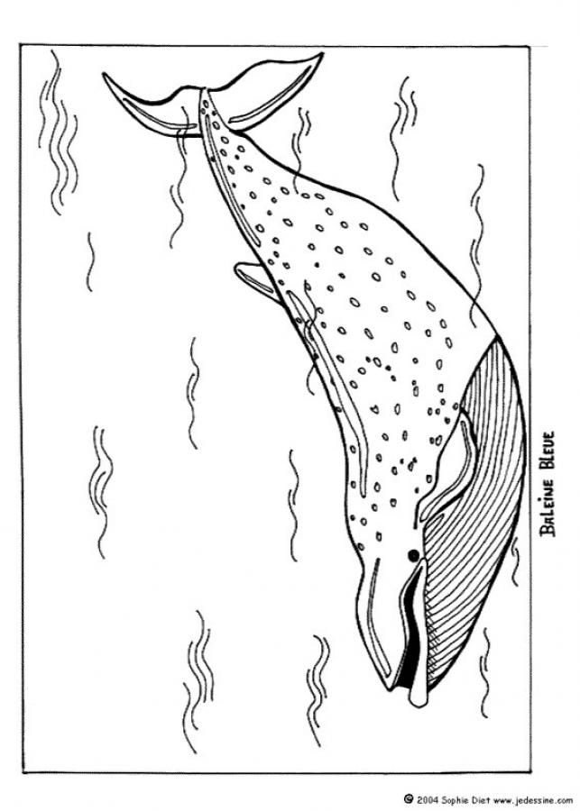 blue-whale-source_2ss.jpg (643×900)