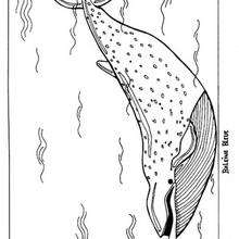 Blue whale coloring page - Coloring - ANIMAL coloring pages - SEA coloring pages - WHALE coloring pages