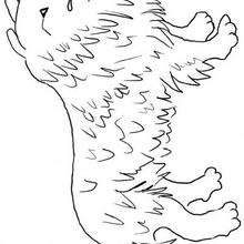 COLLIE coloring pages