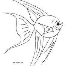 Striped fish coloring pages - Hellokids.com