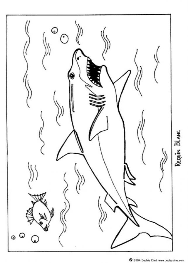 real great white shark coloring page