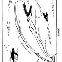 Sperm Whale coloring page - Coloring - Animal coloring pages - Fish and Sea coloring pages