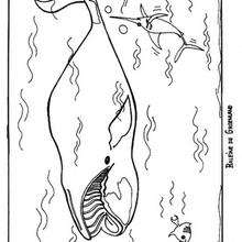 Whale of Greenland coloring page