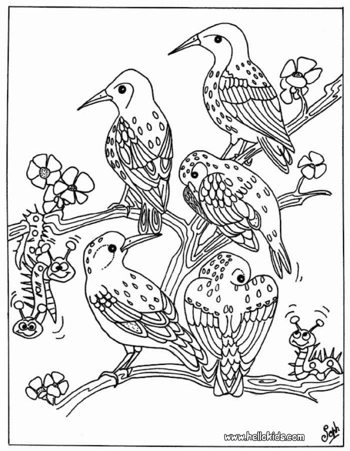 Bird group coloring pages Hellokidscom