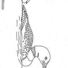 Duck coloring page - Coloring - Animal coloring pages - Farm animal coloring pages