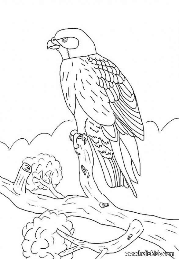 atlanta falcons printable coloring pages