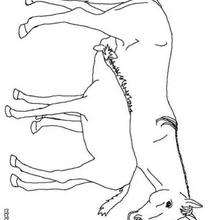 Foal and its mother picture to color