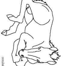 HORSE coloring pages - Mare and Foal