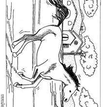 Galloping horse coloring sheet - Coloring page - ANIMAL coloring pages - FARM ANIMAL coloring pages - HORSE coloring pages - HORSES coloring pages
