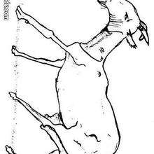 Goat coloring page - Coloring - Animal coloring pages - Farm animal coloring pages