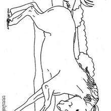Hoofed Horse coloring page