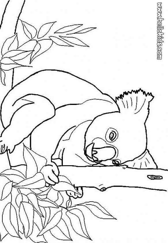 australia animals coloring pages - photo #38