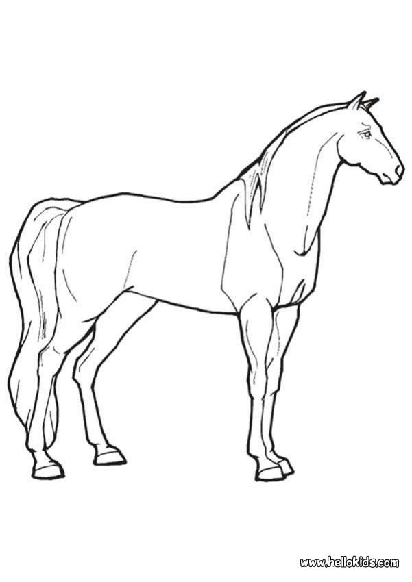 realistic horse coloring pages. realistic horse coloring pages