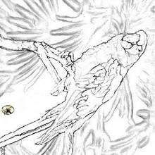 Parrot coloring page - Coloring - Animal coloring pages - Bird coloring pages