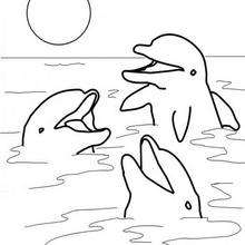 DOLPHIN coloring pages - 39 SEA ANIMALS and sea creatures coloring