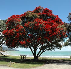 Christmas in New Zealand - Reading online - HOLIDAYS - CHRISTMAS stories
