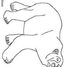 Polar bear coloring page - Coloring - ANIMAL coloring pages - WILD ANIMAL coloring pages - BEAR coloring pages - POLAR BEAR coloring pages