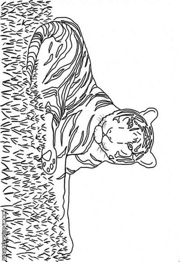 Tiger Pictures To Color