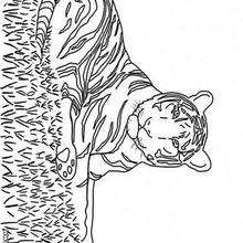 Tiger coloring page