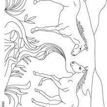 Two Horses to color - Coloring - ANIMAL coloring pages - FARM ANIMAL coloring pages - HORSE coloring pages