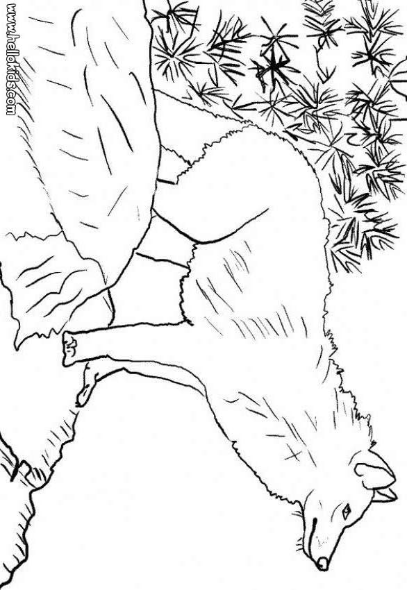 Pics Photos  Wolf Coloring Page Wolf Image 4