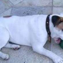 Match the Pup to its Star ? - News