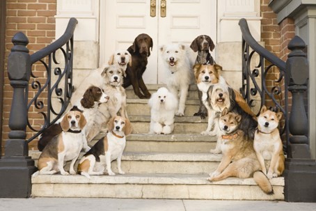 dogs_on_steps_high