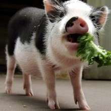 National Pig Day - Groink, groink ! - News