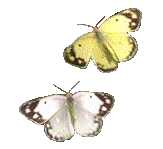 yellow-butterfly