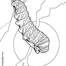 Caterpillar coloring page