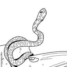 Clouded snake coloring page - Coloring - Animal coloring pages - Reptile coloring pages - Snake coloring pages