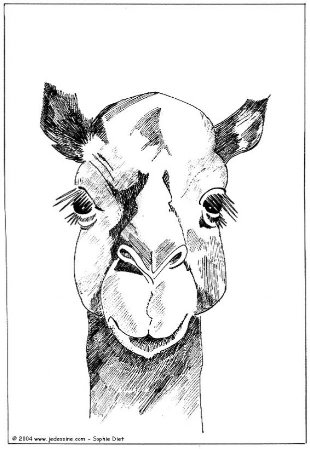 dromedary-coloring-page