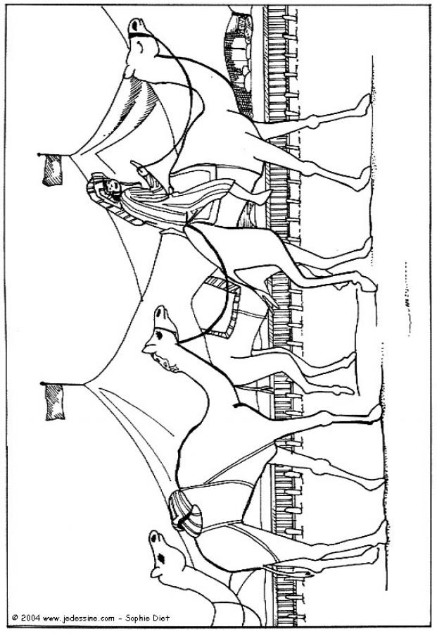 dromedary-picture