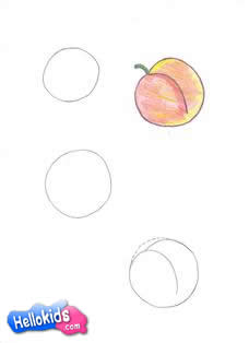 how-to-draw-apricot16