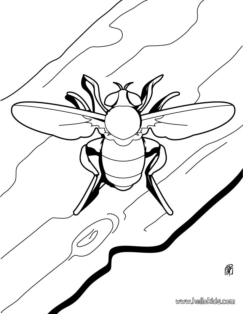 Spider Bee coloring page Coloring page ANIMAL coloring pages INSECT coloring pages BEE