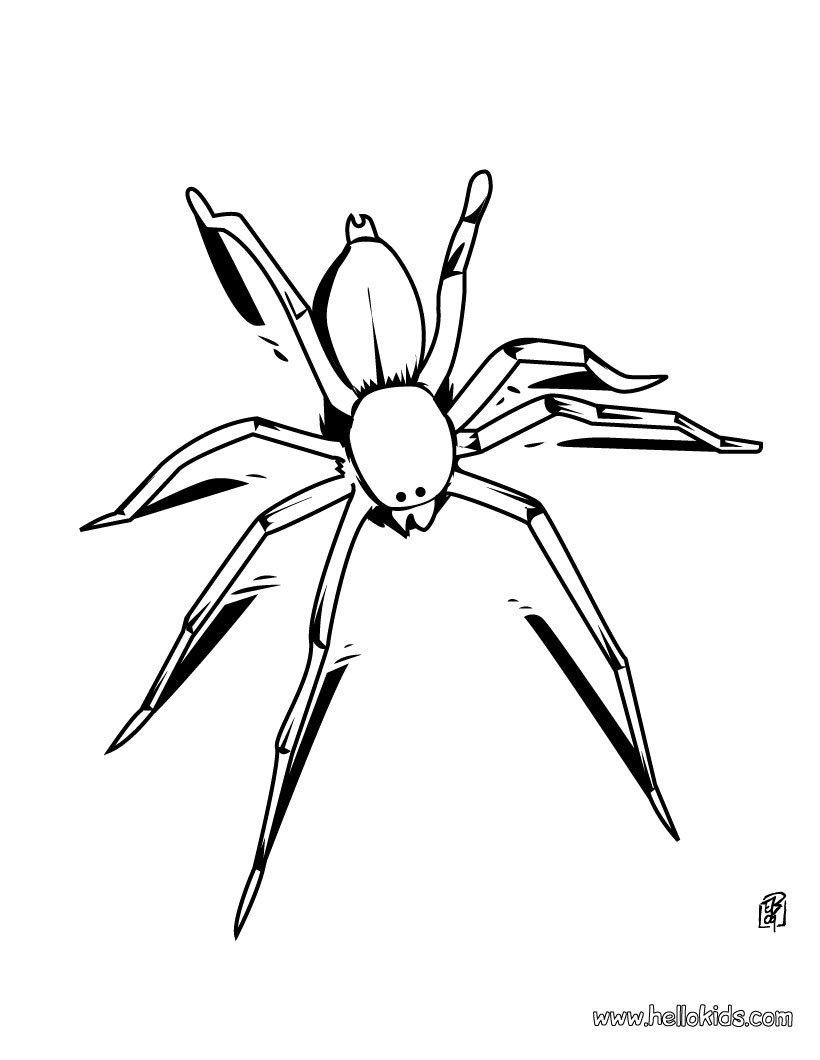Stag beetle Spider coloring page Coloring page ANIMAL coloring pages INSECT coloring pages SPIDER