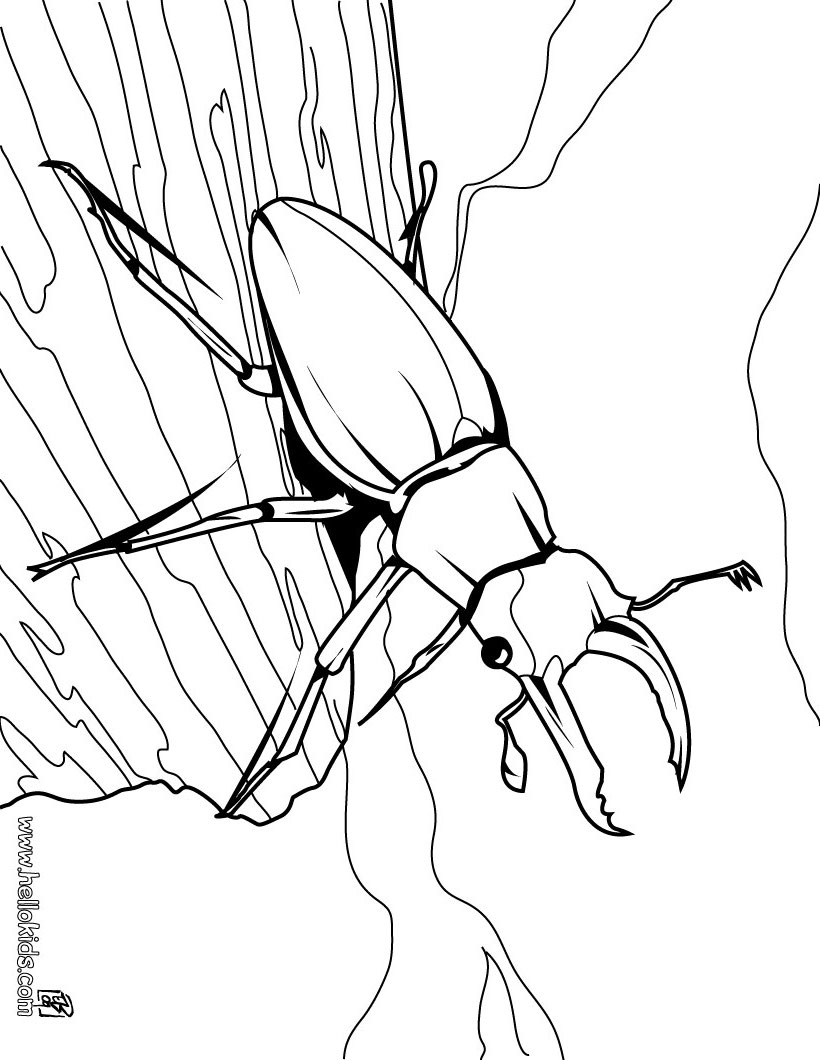 Insect Coloring Pages 30 Free Insects Bugs Kawaii Bee Stag