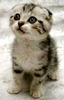 hi peeps 