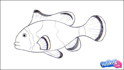clown-fish-drawing-lessons4