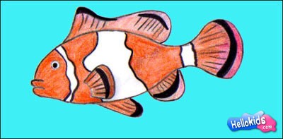 clown-fish-drawing-lessons5