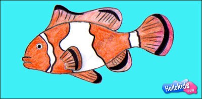 How to draw clownfish Hellokidscom