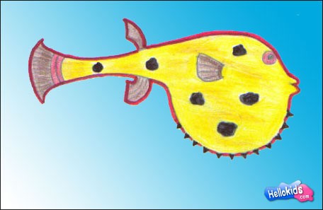 puffer-fish-drawing-lessons5