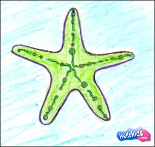 sea-star-drawing-lessons1