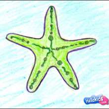 How to draw a sea star - Draw - HOW TO DRAW - How to draw ANIMALS - How to draw SEA ANIMALS