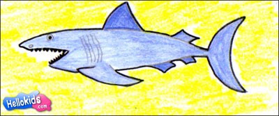 shark-drawing-lessons1