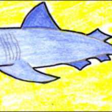 How to draw a shark