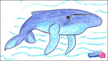 How to draw humpbacked whale - Hellokids.com