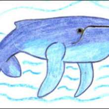 How to draw a humpbacked whale - Draw - HOW TO DRAW - How to draw ANIMALS - How to draw SEA ANIMALS
